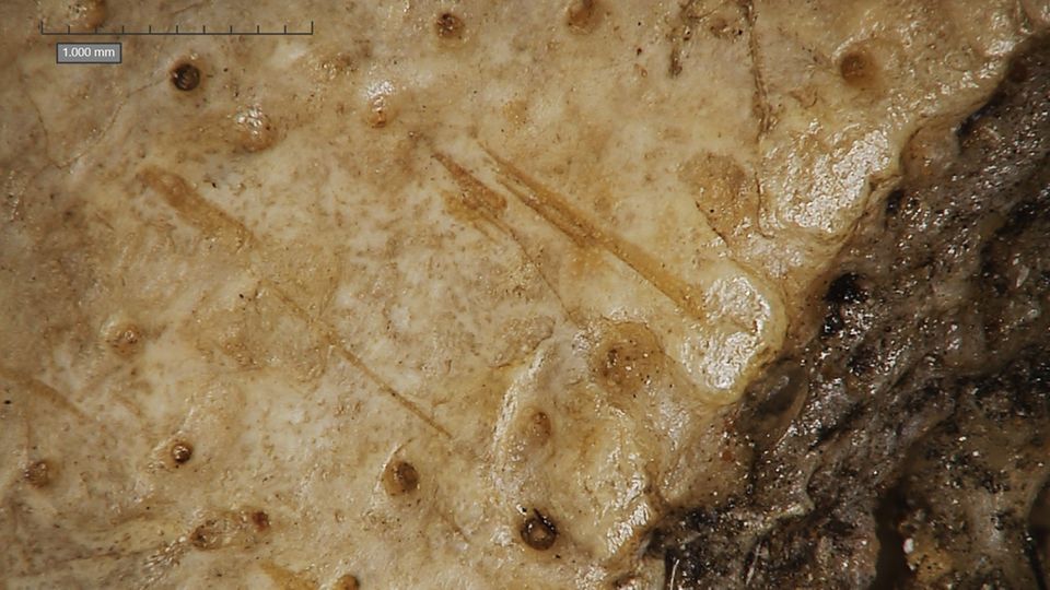 Schnittspuren am Schädel