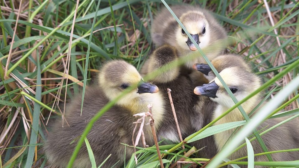 Auf der Insel brüten die Vögel am Boden und ziehen dort auch ihre Küken groß