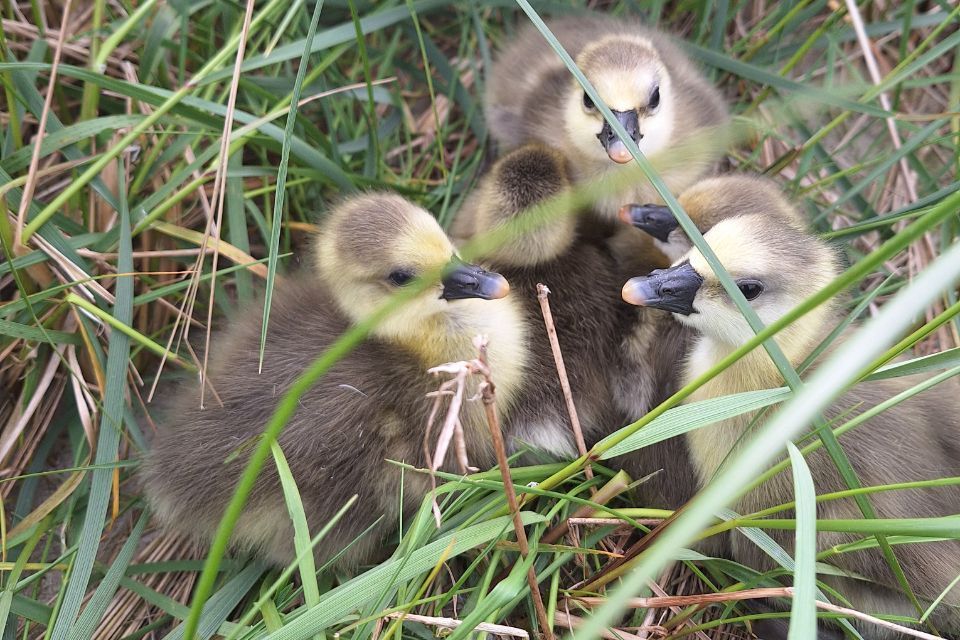 Auf der Insel brüten die Vögel am Boden und ziehen dort auch ihre Küken groß