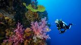 Taucher in Palau