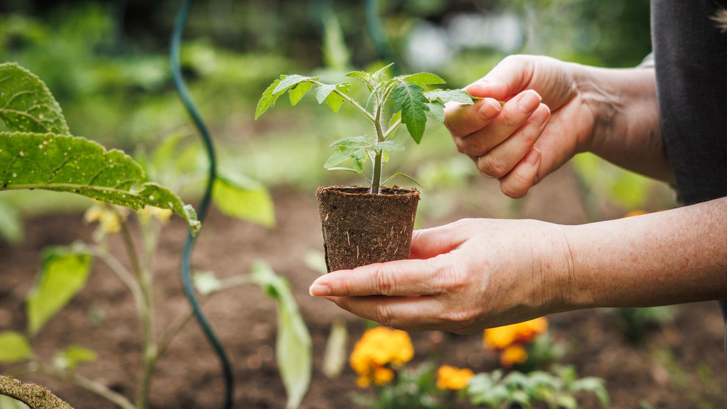 Gartenarbeit im Juni 9 wichtige Tipps [GEO]