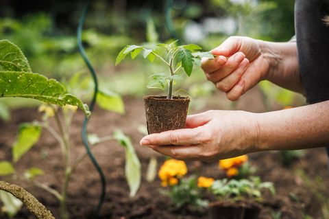 Tomatenpflanze im Garten