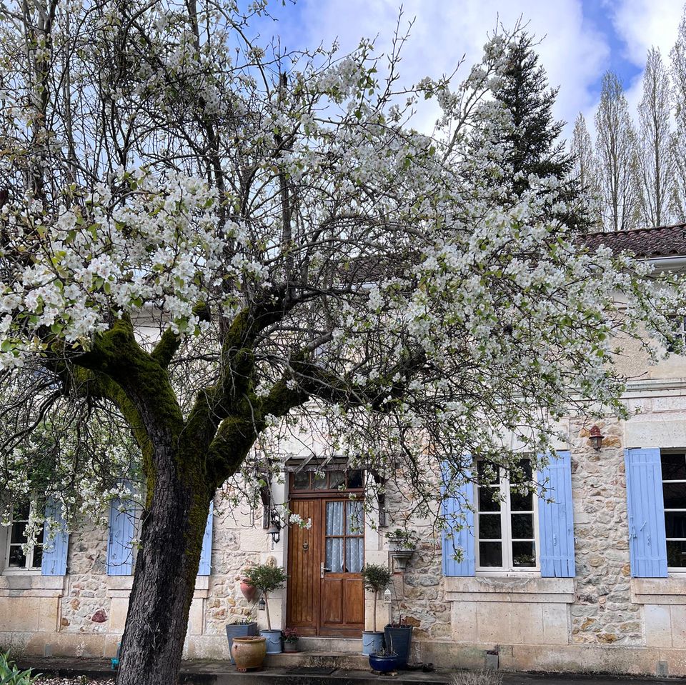 Blühender Obstbaum vor einem alten Steinhaus mit Fensterläden