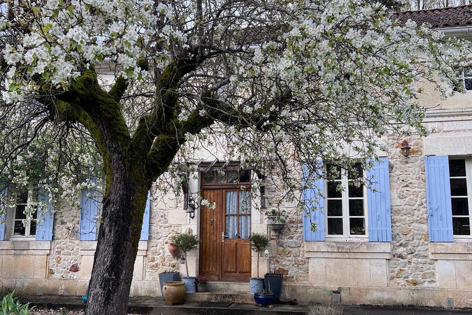 Blühender Obstbaum vor einem alten Steinhaus mit Fensterläden  0.75