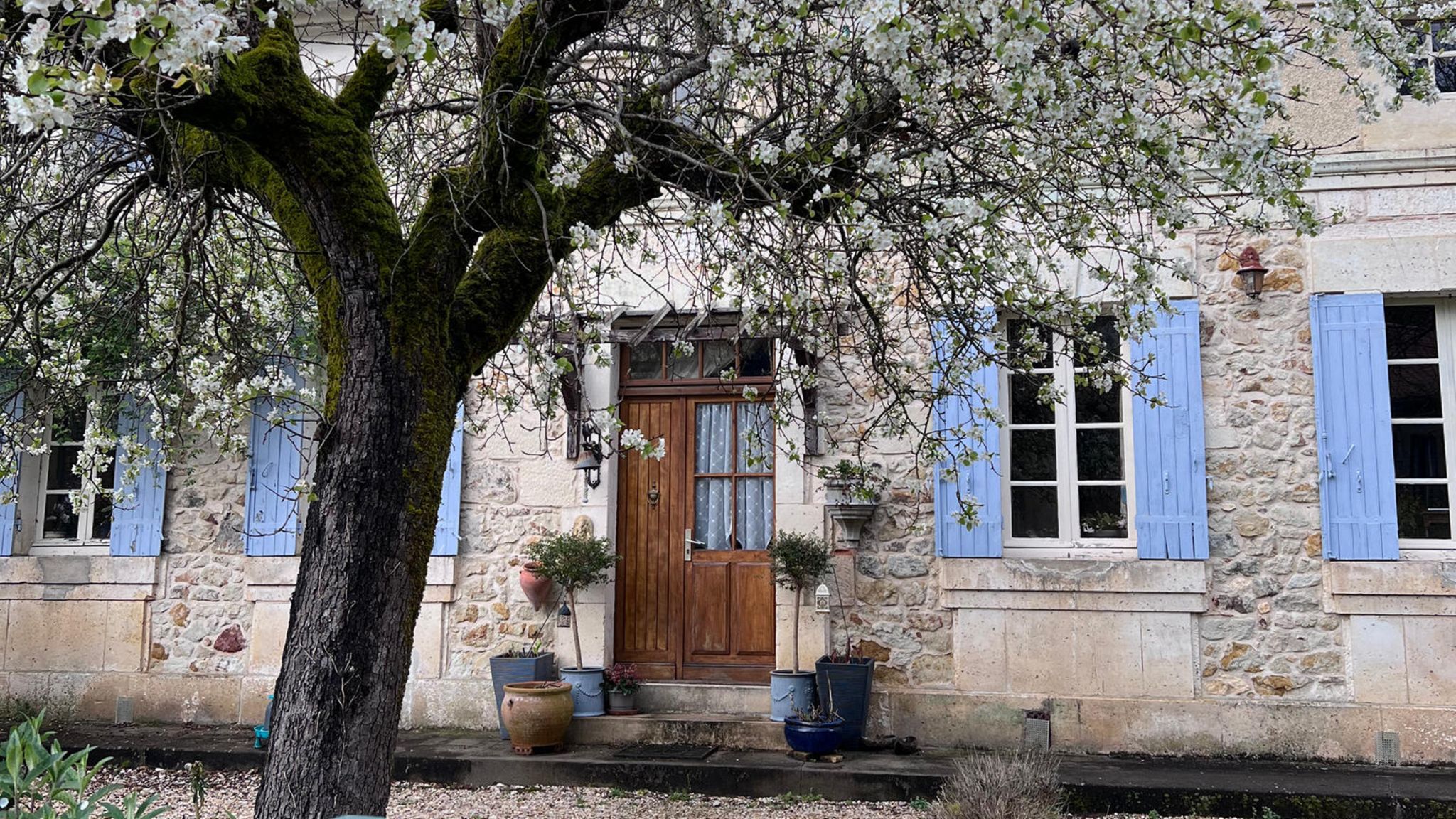 Blühender Obstbaum vor einem alten Steinhaus mit Fensterläden Blühender Obstbaum vor einem alten Steinhaus mit Fensterläden