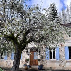 Blühender Obstbaum vor einem alten Steinhaus mit Fensterläden