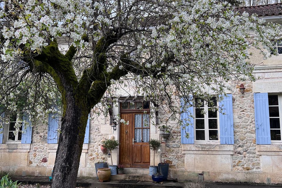Blühender Obstbaum vor einem alten Steinhaus mit Fensterläden