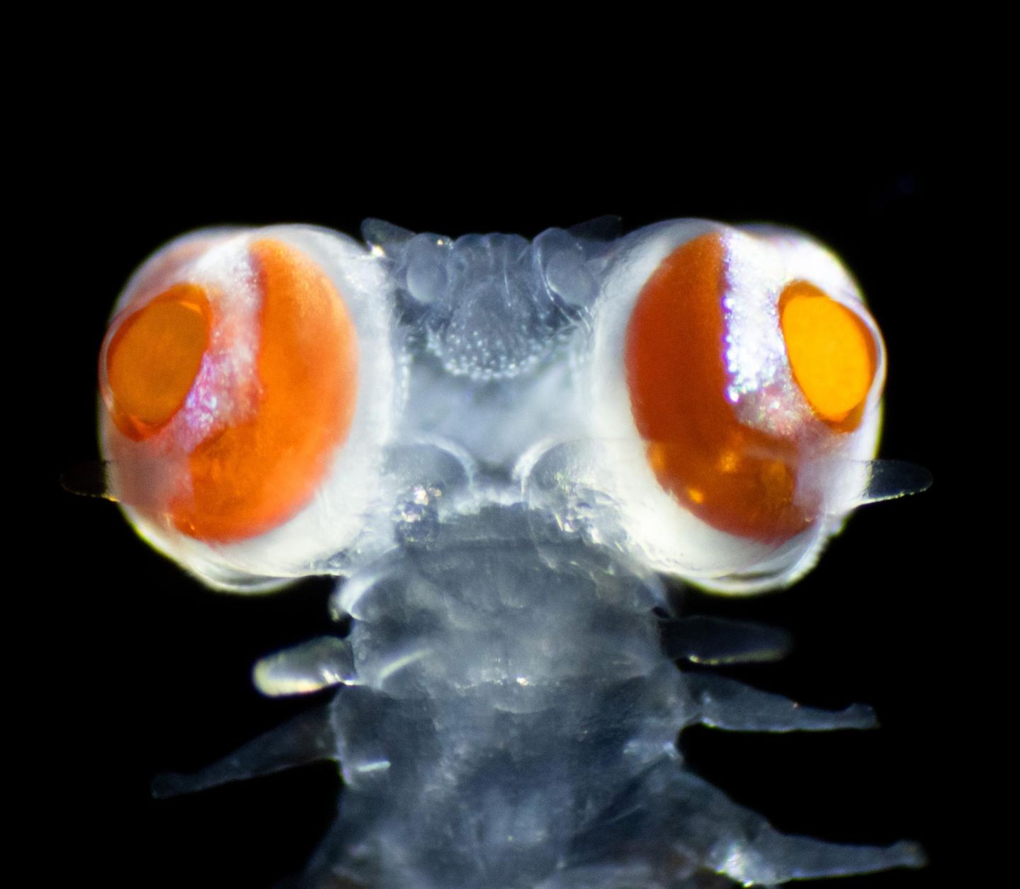 Was sehen diese Augen? Die Augen eines Borstenwurms Vanadis cf. formosa