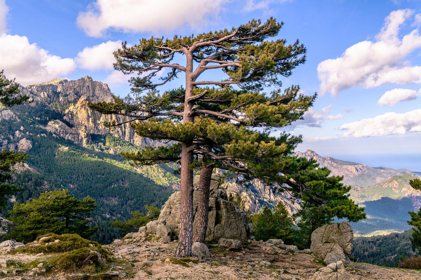Aiguilles de Bavella: Großartige Ausblicke auf Korsika Aiguilles de Bavella auf Korsika