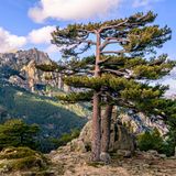 Aiguilles de Bavella auf Korsika