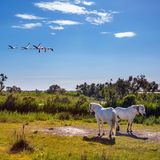 Wildpferde in Camargue