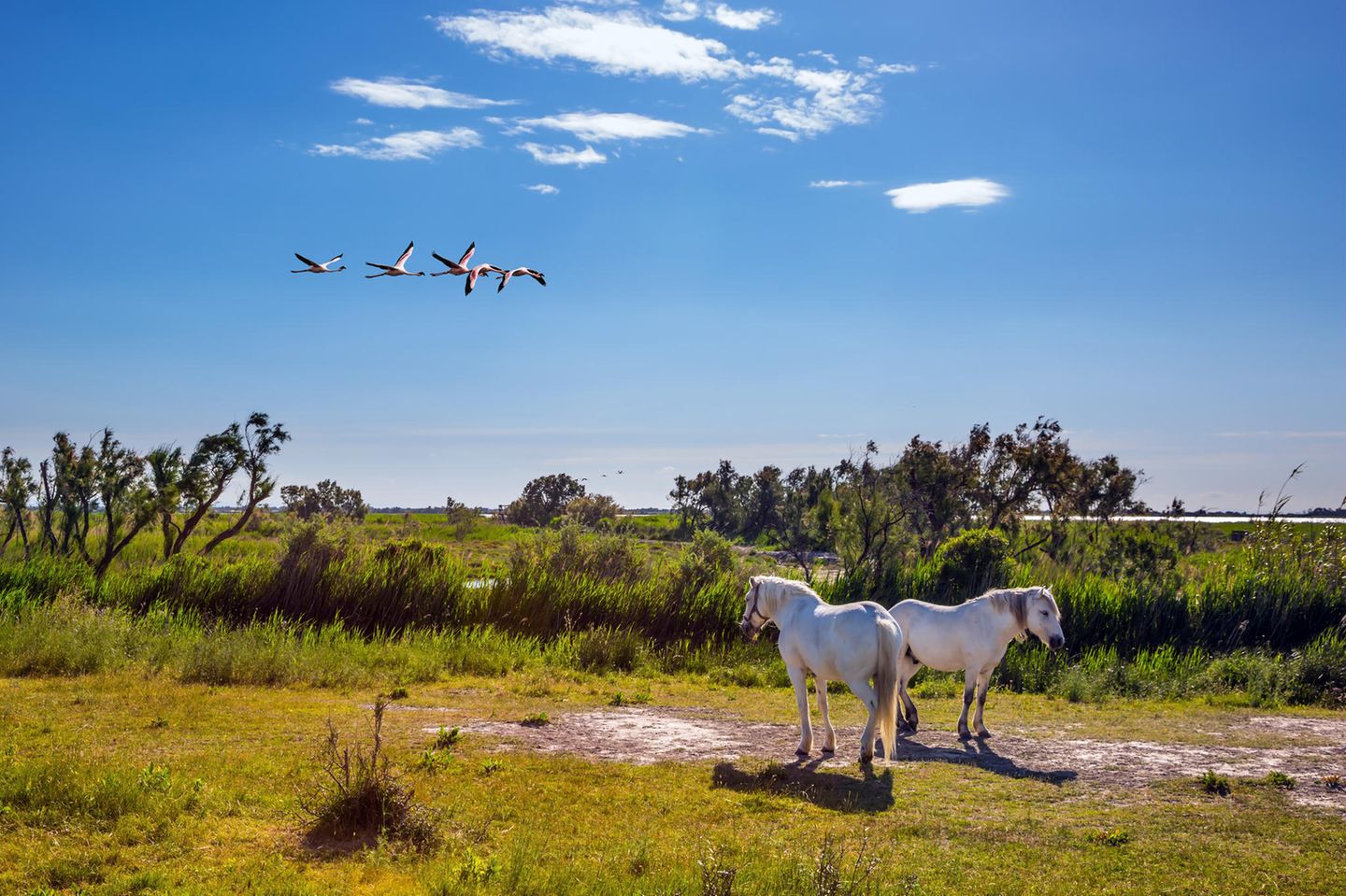 Camargue: Zuhause von Wildpferden und Flamingos Wildpferde in Camargue