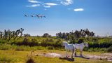 Wildpferde in Camargue