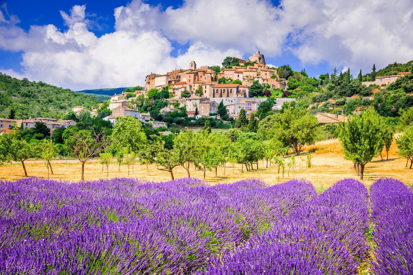 Blühende Lavendelfelder: Duftende Zeiten in der Provence Lavendelfeld in der Provence