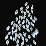 Im mexikanischen Feuchtgebiet Estero El Soldado versammeln sich zahlreiche Zugvögel, darunter auch weiße Pelikane. Ihr helles Gefieder bildet einen starken Kontrast zur dunklen Oberfläche eines Gewässers.