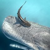 Ein riesiger Pottwal war an der Küste von Perth gestrandet und starb dort schließlich nach vier Tagen. Das Foto entstand am Tag danach, als ein Tigerhai auftauchte, um sich von dem toten Tier zu nähren. 