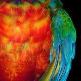 Federkleid eines Hybriden aus Dunkelrotem Ara und Gelbbrust-Ara