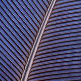 Blau-Seidenkuckuck: Detailansicht einer blauen Armschwinge