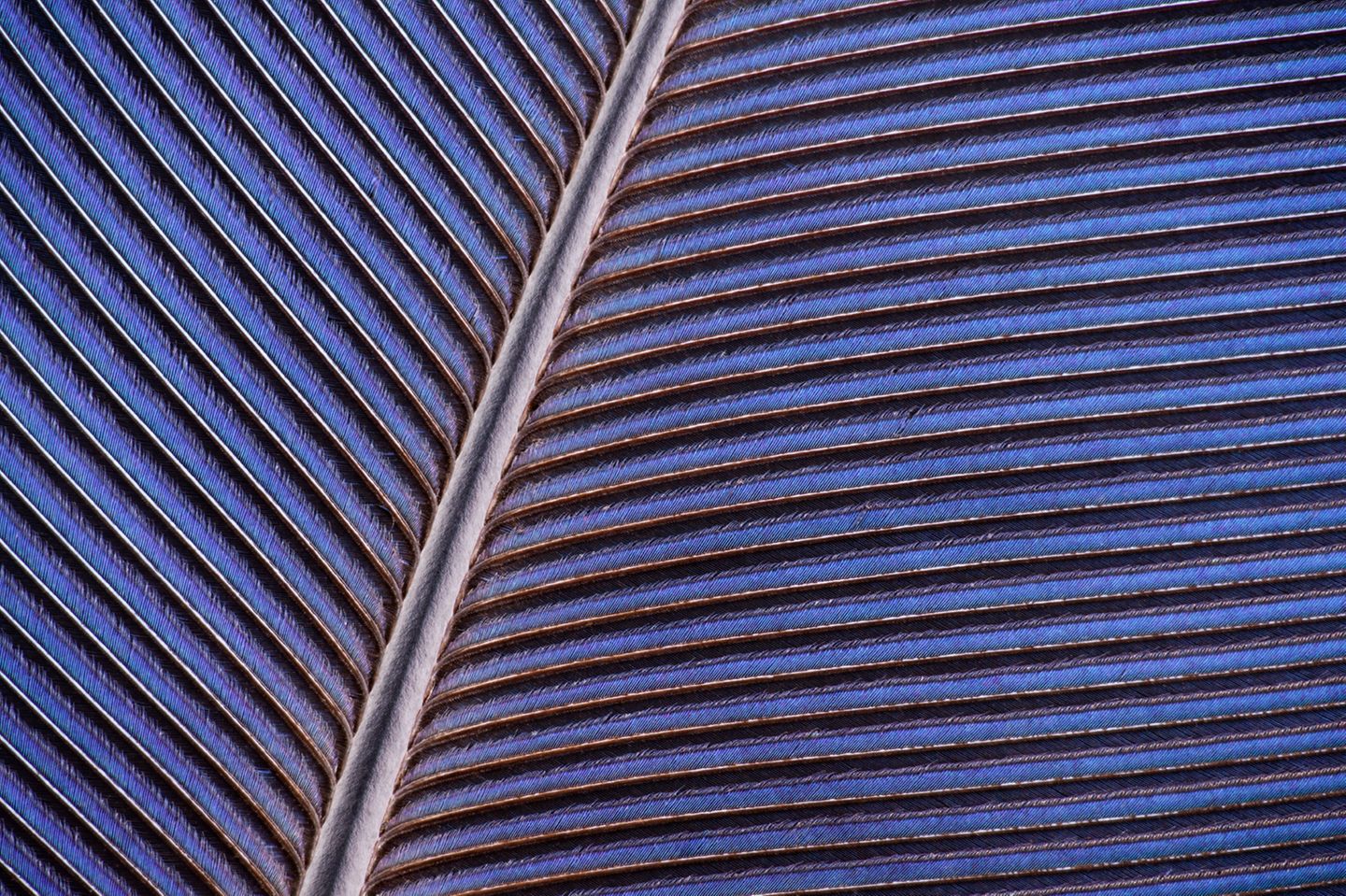 Blau-Seidenkuckuck: Detailansicht einer blauen Armschwinge