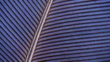 Blau-Seidenkuckuck: Detailansicht einer blauen Armschwinge