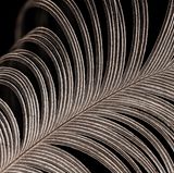 Grauer Kranich: Detailansicht einer Feder aus der inneren Armschwinge, Federfahnen geöffnet