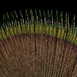 Blauer Pfau: Detailansicht, des äußeren Rands einer Rückenfeder, schimmernde Federstrahlen