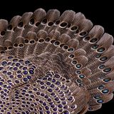 Grauer Pfaufasan: Rückenansicht und gespreizte Schwanzfedern mit großen Augenflecken