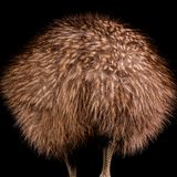 Nördlicher Streifenkiwi: Ansicht von hinten, Jungtier mit noch daunenartigem Gefieder, braun/streifig