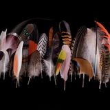 Bunte Federkollektion unterschiedlichster Vogelarten vor schwarzem Hintergrund