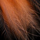 Raggi-Paradiesvogel: Detailansicht orangefarbene Schwanzfedern