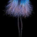 Blauparadiesvogel: Blaues Schwanzgefieder mit verlängertem mittleren Steuerfederpaar