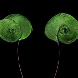 Königsparadiesvogel: Grüne Schwanzfedern die in spiralförmigen Fahnen enden