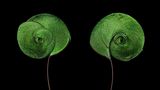 Königsparadiesvogel: Grüne Schwanzfedern die in spiralförmigen Fahnen enden