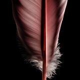 Nahaufnahme einer rosarot gefärbten Armschwinge des Rosalöfflers