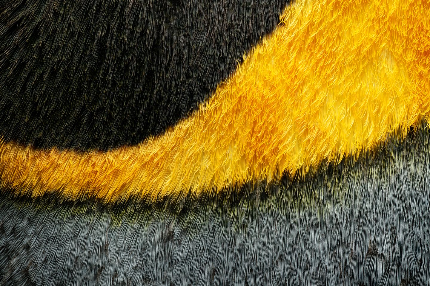 Königspinguin: Gefiederausschnitt Kopf/ Halsbereich, schwarz, grau, gelb