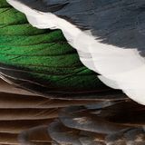 Löffelente: Gefiederausschnitt vom zusammengelegten Flügel eines Erpels