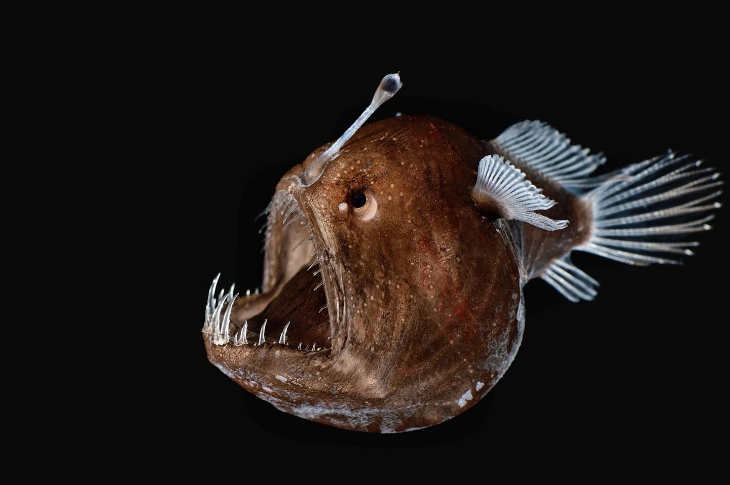 Fisch vor schwarzem Hintergrund Fisch vor schwarzem Hintergrund