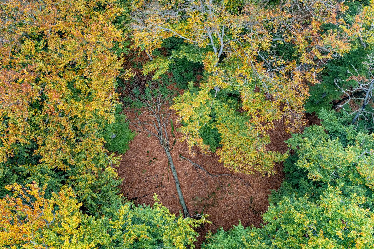 Totholz in einer herbstlichen Naturwaldzelle in der Egge