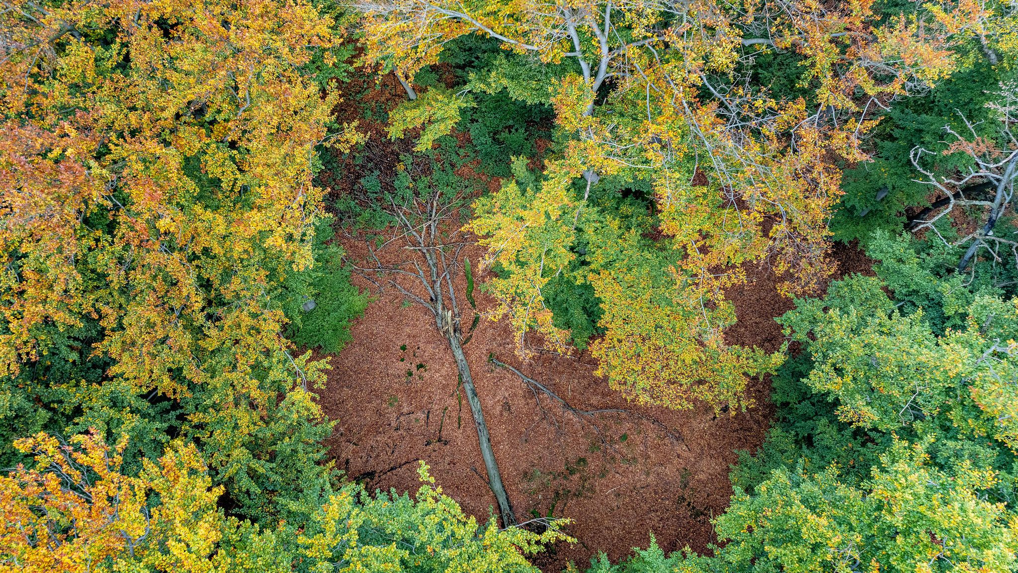 Totholz in einer herbstlichen Naturwaldzelle in der Egge