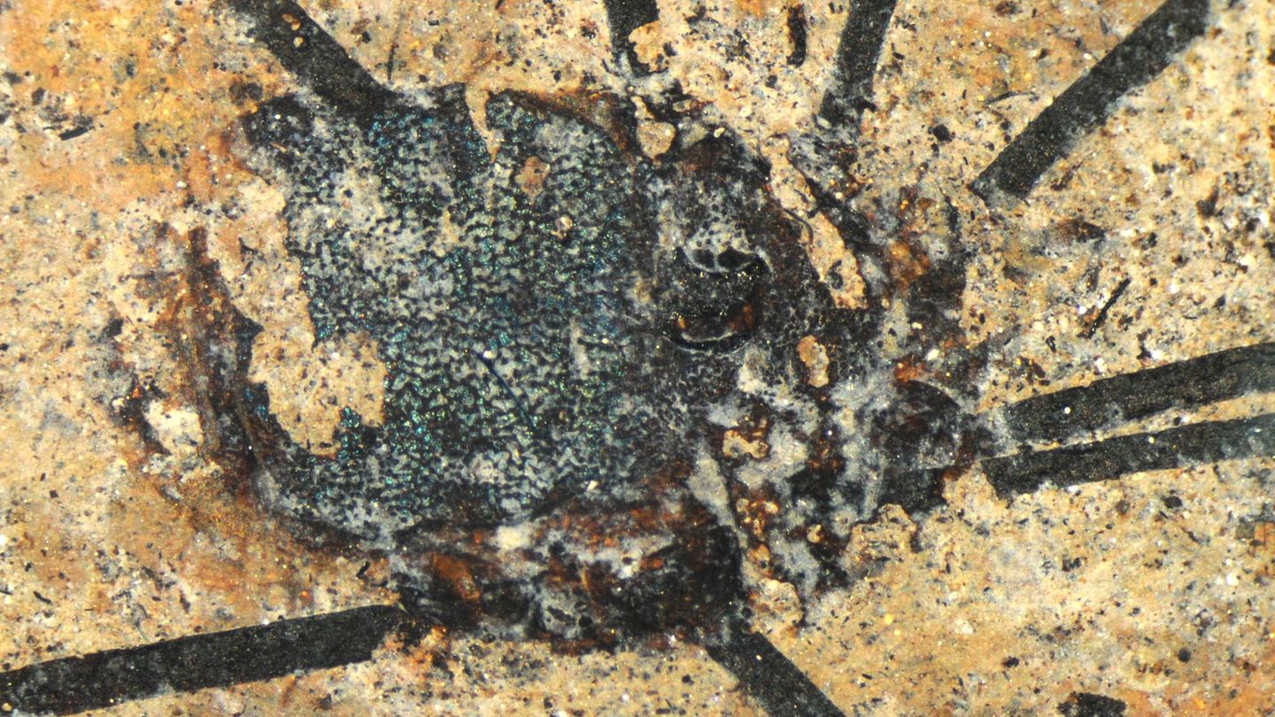 Das 48 Millionen Jahre alte Fossil eines Weberknechts