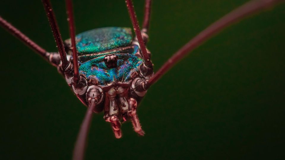 Funde in Deutschland: Die viele Millionen Jahre alte Weberknechte ähneln in ihrem Aussehen den heutigen Vertretern der Sclerosomatidae-Familie. Besonders markant: ihre glänzende Oberfläche Die viele Millionen Jahre alte Weberknechte ähneln in ihrem Aussehen den heutigen Vertretern der Sclerosomatidae-Familie. Besonders markant: ihre glänzende Oberfläche