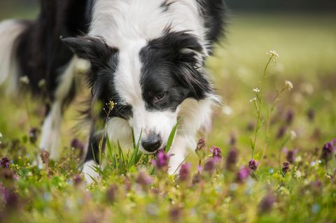 Hund der Rasse Border Collie frisst Gras