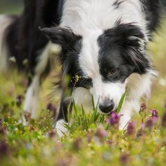Hund der Rasse Border Collie frisst Gras