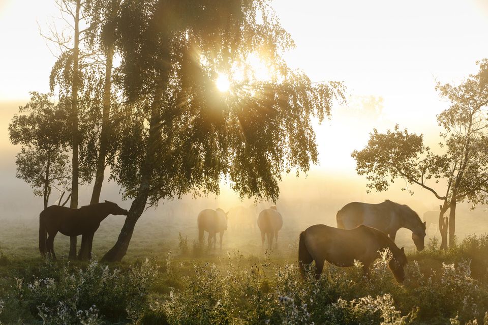 Pferde auf der Weide im Nebel, Morgenlicht