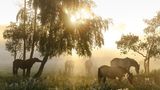 Pferde auf der Weide im Nebel, Morgenlicht