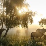 Pferde auf der Weide im Nebel, Morgenlicht