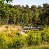 Moor im Wald mit Holzsteg