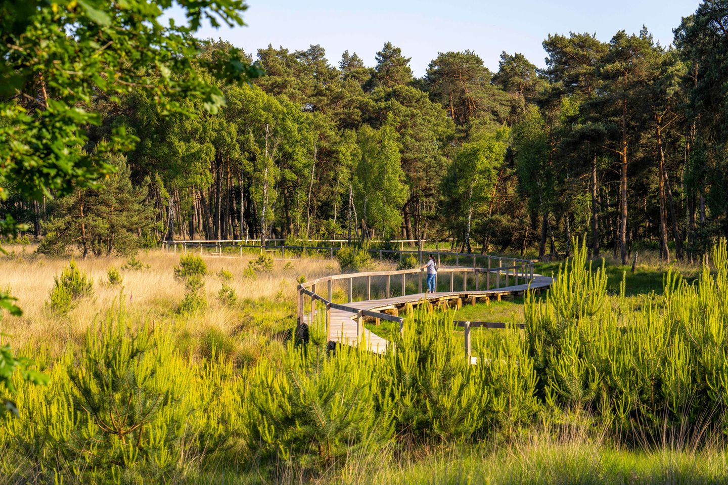 Naturpark Hohe Mark: Grüner Wandergenuss auf heiligen Wegen Moor im Wald mit Holzsteg