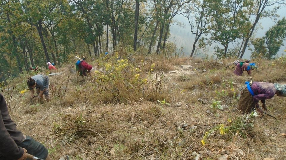 Dorfbewohner:innen jäten Unkraut auf der Aufforstungsfläche Dorfbewohner:innen jäten Unkraut auf der Aufforstungsfläche