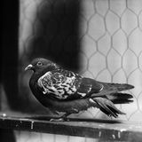 Bild einer grauen Brieftaube